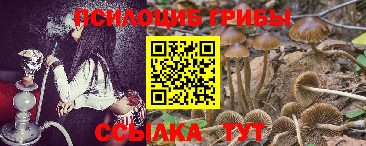 Дмитров  где купить наркоту  Галлюциногенные грибы Psilocybe  Вход с VPN  Галлюциногенные грибы Psilocybine cubensis 